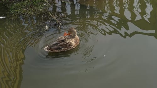 Duck swimming in the pond looking for food. Duck pond with water birds. Flock of ducks
