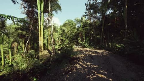 Winding Forest Trail with Stones Roots and Dense Vegetation Habitat