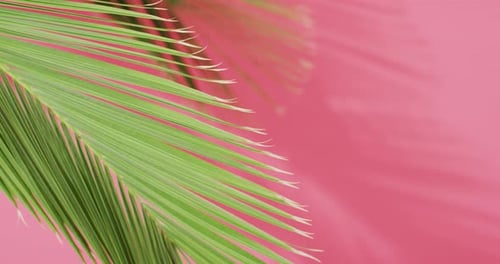Green palm leaf and shadow on pink background with copy space
