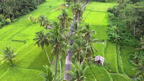 Motorcycle Motor Bike Crossing Green Lush Rice Terraces By the Road
