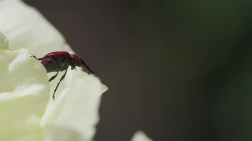 Close-up of a vibrant red insect on a delicate white flower in a garden setting during daylight