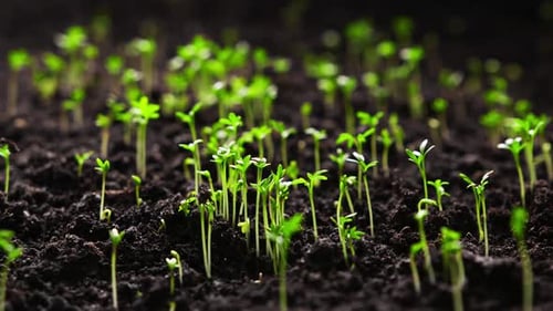 Vibrant Seedlings Sprouting in Fertile Soil