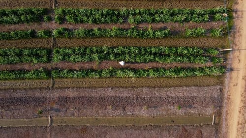 Aerial view of fields and agricultural parcels. Agricultural landscape