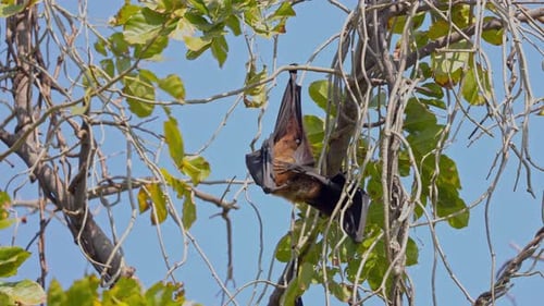 A flying fox hanging from the tree branch.