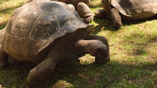 Giant Galapagos Tortoise Chelonoidis Nigra Moving on Green Grass