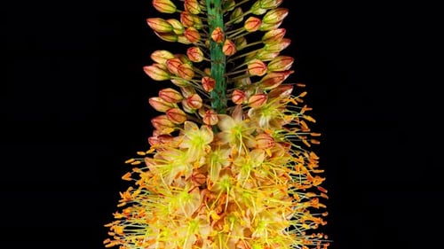 Orange Flower Eremurus Blooming in Time Lapse on a Black Background with Alpha Matte Channel