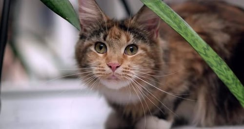 Portrait Fluffy Maine Coon Cat with Large Ears and Expressive Eyes at Home Looking at Camera with an