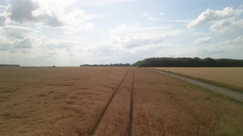 Wheat field aerial view in Ukraine