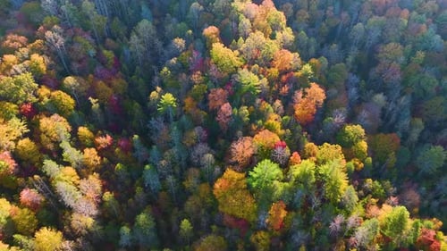 Aerial View of Lush Forest with Colorful Canopies in Autumn Woods on Sunny Day Landscape of Autumnal