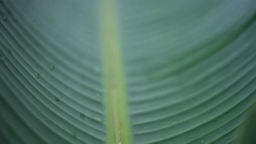 Close up of a green tropical leaf with visible veins and water droplets