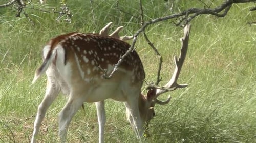 Spotted Deer Grazing Peacefully in Green Meadow