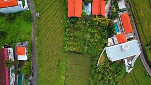 Aerial View of Rice Terraces in Canggu Bali Indonesia