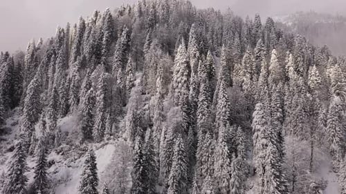 Snow Forest