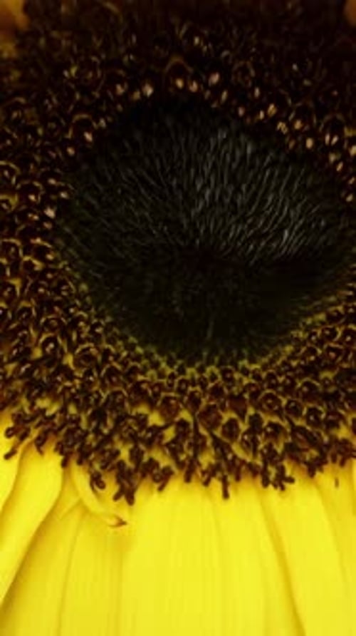 Close Up View of a Vibrant Yellow Sunflower