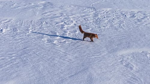 Majestic Wild Fox Traversing Winter Snow-Covered Landscape
