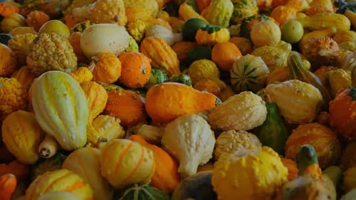 Pumpkin Harvest of Various Pumpkins Shapes and Sizes on the Farm Counter Close Up Move Shot Footage