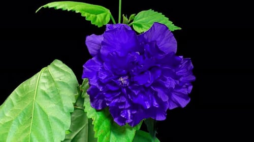 Blue Flower Blossoming on Black Background