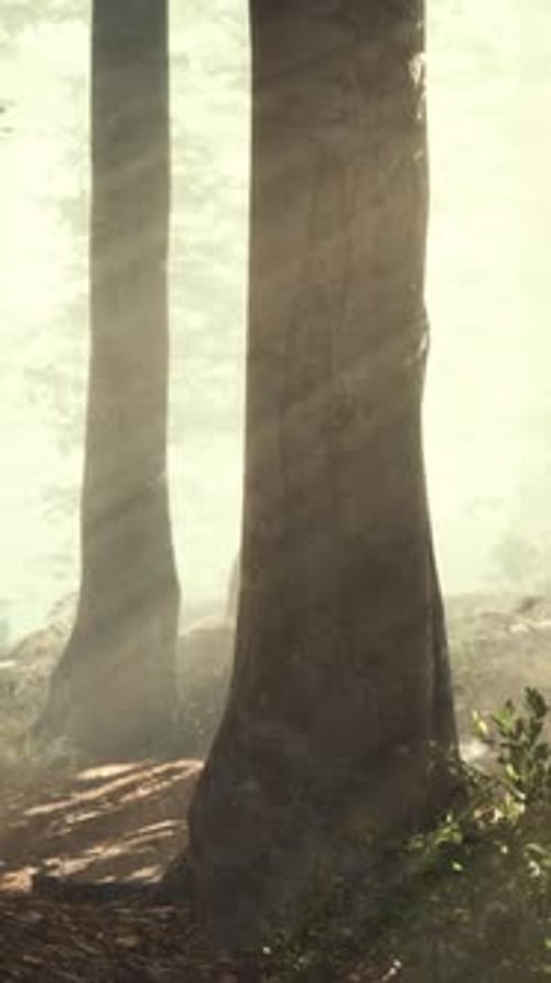 Glowing Fog in the Forest in the Evening