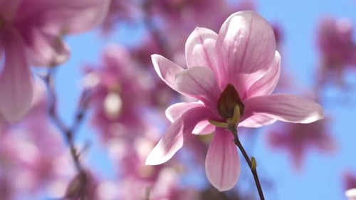 Magnolia Blossom Blooming in Soft Spring Light Magnolia Blossom Close Up with Pastel Petals Magnolia