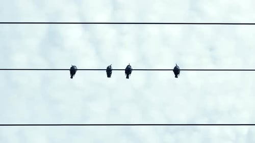 Four Small Birds Sitting in a Row on a Black Wire Silhouetted By the Sky