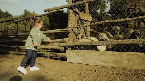 Menina está apreensiva, alimenta carneiros com cuidado em uma fazenda, Chile, de longe