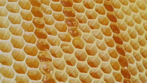 Extremes Nahaufnahme-Makro von Bienenwaben voller köstlicher Honigzucht- und Imkereikonzept