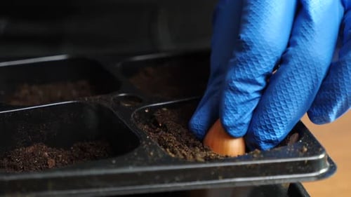 P259. Onions are planted in a seedling tray with soil. The concept of gardening and horticulture.