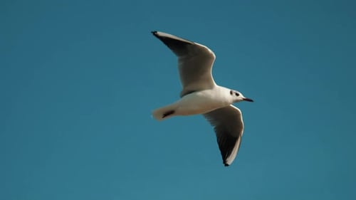Close Up Side View Of Seagull Is Flying In Blue Sky, Slow Motion Footage