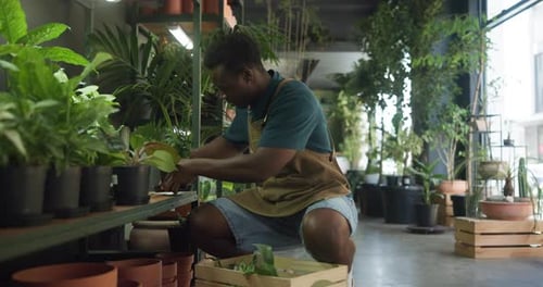 Botanist, man and plants on shelf at store, packing or stock on sale at sustainable startup