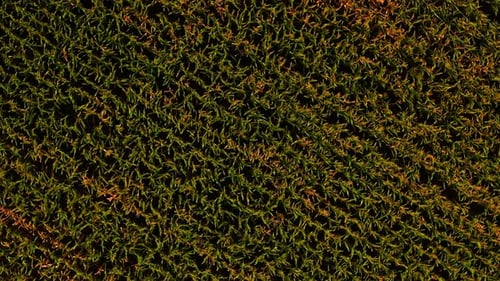 Aerial View of Dense Cornfield Near Harvest