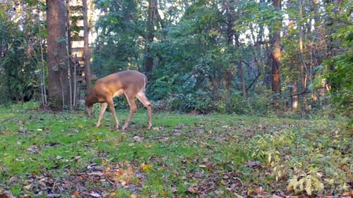 Young buck Whitetail Deer slowly walking across a clearing in the woods under a deer stand in early