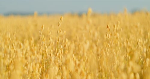 Oat Field Swaying in the Light Wind