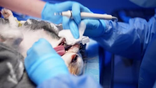 A Closeup of a Dog's Teeth Being Professionally Cleaned in a Veterinary Clinic