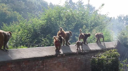 Monkeys in single file cross brick wall in Pashupatinath Temple, Nepal
