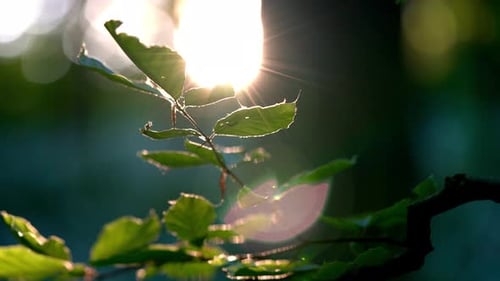 Glowing Summer Sun Through Leaves Of Plant
