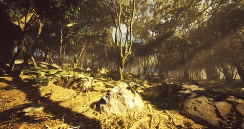 Sunlight Filters Through a Dense Forest Revealing a Serene Natural Landscape