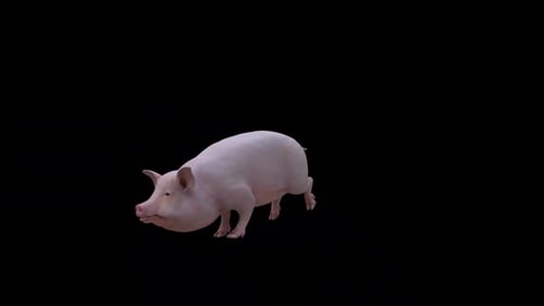 Realistic 3D Walking Pig Animation