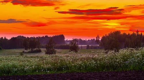 ciel sombre orange Théâtral au-dessus d'un champ brumeux fleuri à la campagne. timelapse