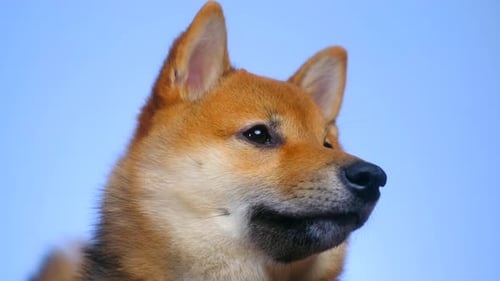Close Up of Shiba Inu Dog Head