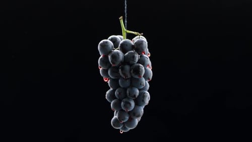 Loop Motion Wunderschönes Stock-Bildmaterial für Wein, kommerzielle Verkostung, Luxus-Trauben