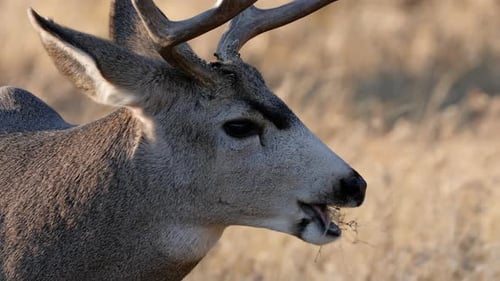 A herd of deer grazing in the Rocky Mountain National Park