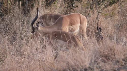 Impalas Grazing Peacefully in Tall Grass