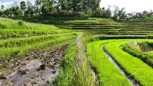 Terraced rice fields in the morning