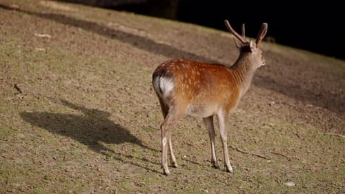 Deer Peacefully Chewing Its Food Under The Sun