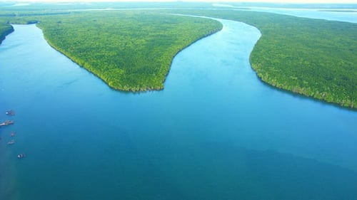 Drone is flying over the green mangrove forest