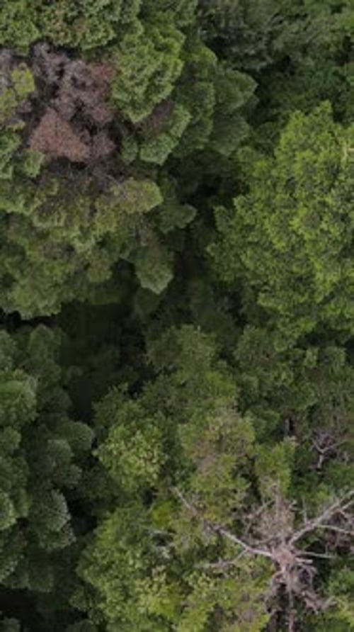 Natural Forest Aerial Top View