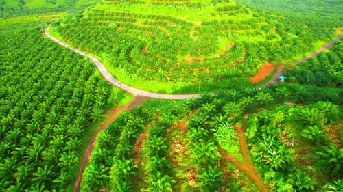 4K : Aerial view over the large palm oil plantation on the hill