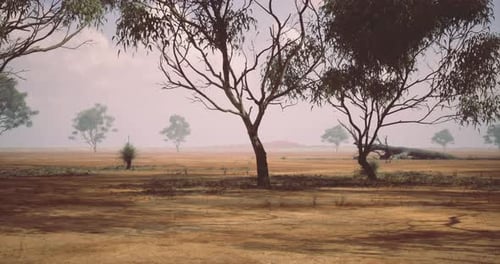 Desolate Landscape in Dry Season with Sparse Vegetation in Australia
