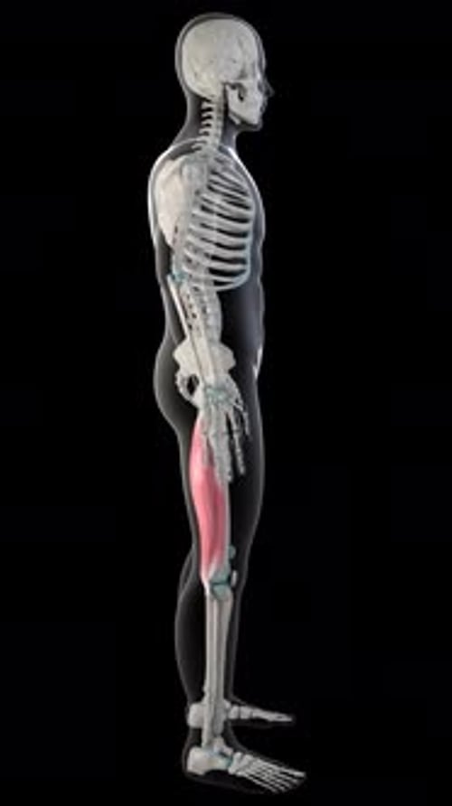 Biceps Femoris Muscles On Whole Human Body Vertical Video