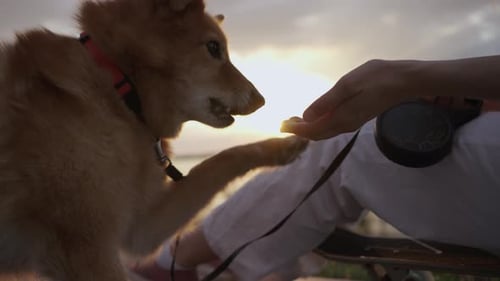 Woman Plays with Dog on Walk in Park Young Girl Trains Puppy Teaches to Give Paw Close Up